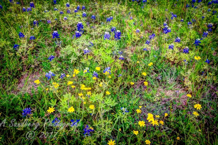 52flowers17.jpg