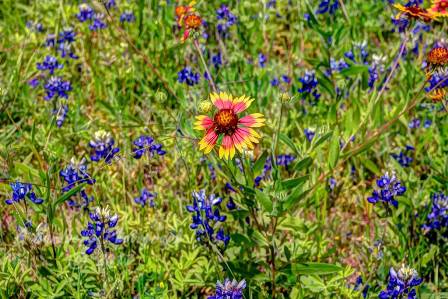53flowers17.jpg