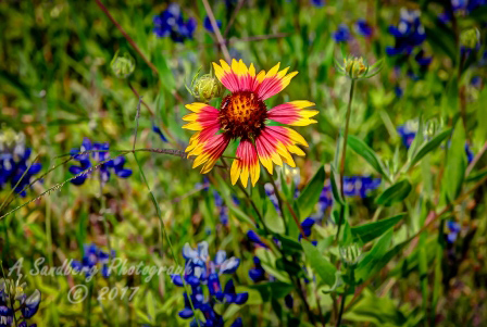 54flowers17.jpg