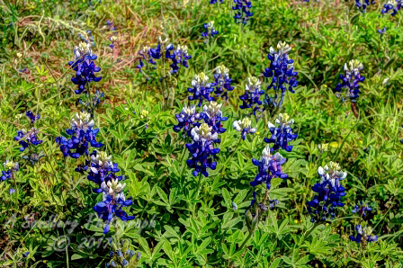 56flowers17.jpg