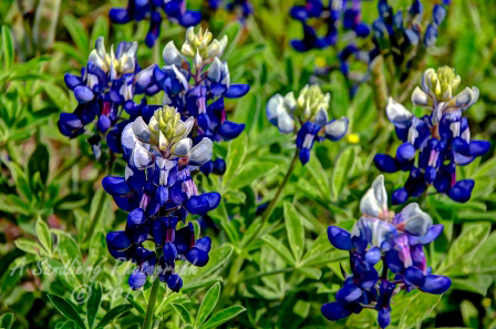 57flowers17.jpg