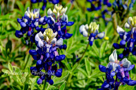 58flowers17.jpg