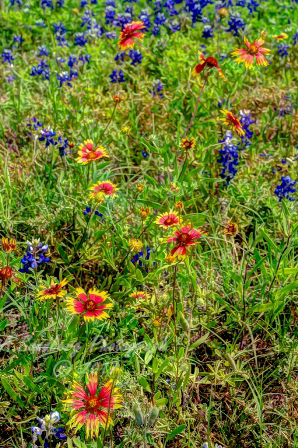 59flowers17.jpg