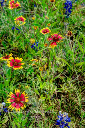 60flowers17.jpg