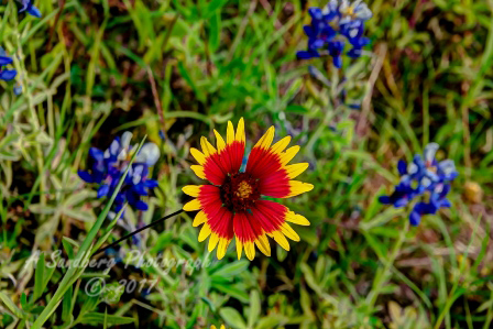 61flowers17.jpg