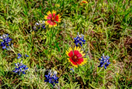 62flowers17.jpg