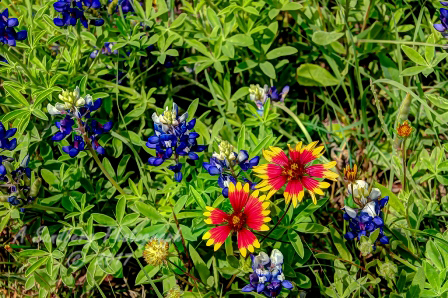 63flowers17.jpg
