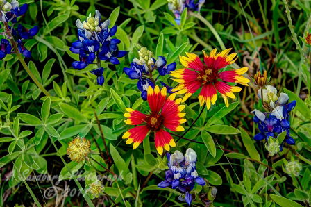 64flowers17.jpg