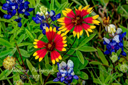 65flowers17.jpg