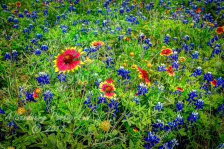 66flowers17.jpg