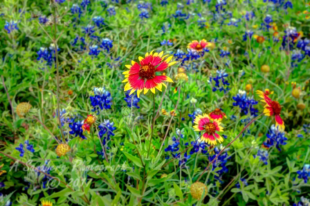 67flowers17.jpg