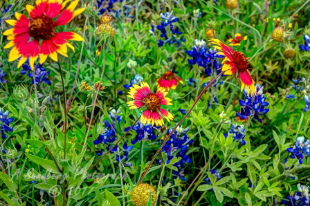 68flowers17.jpg