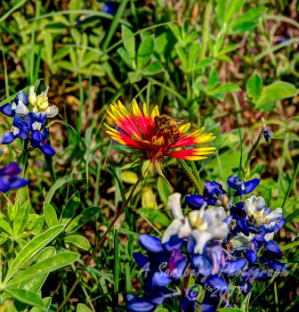 70flowers17.jpg