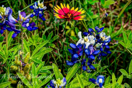 71flowers17.jpg
