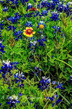 72flowers17.jpg