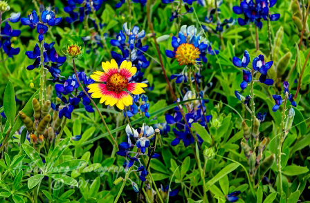 73flowers17.jpg