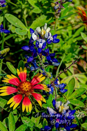74flowers17.jpg