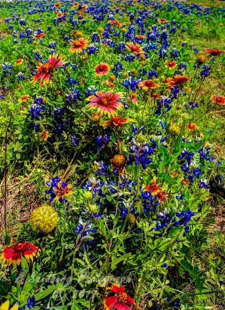 75flowers17.jpg