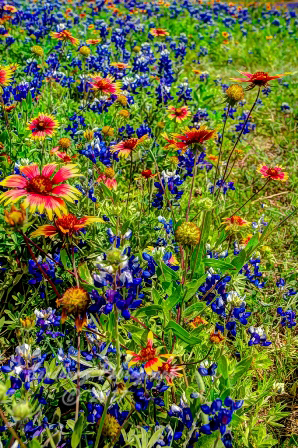 76flowers17.jpg