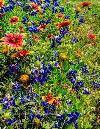 77flowers17.jpg