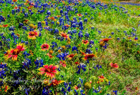 78flowers17.jpg