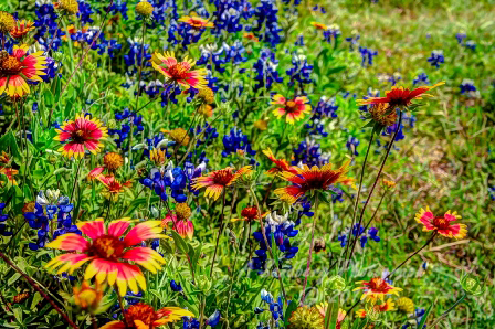 80flowers17.jpg