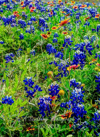 81flowers17.jpg