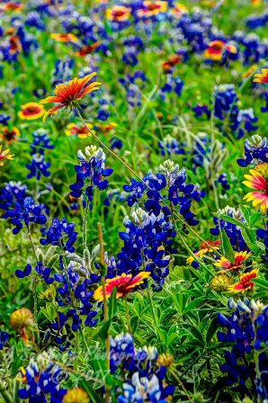 83flowers17.jpg