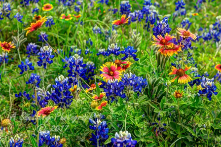 84flowers17.jpg