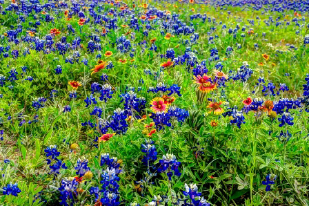 85flowers17.jpg
