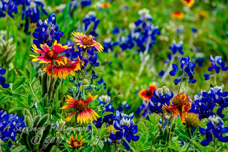 87flowers17.jpg