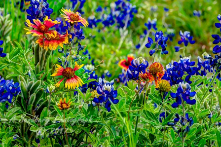 88flowers17.jpg