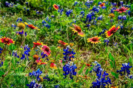 91flowers17.jpg