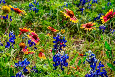 92flowers17.jpg