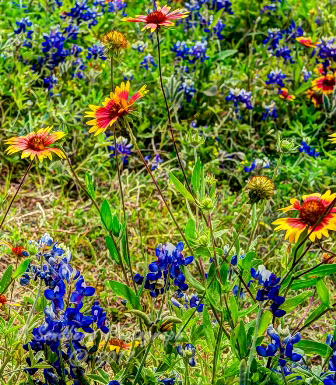 93flowers17.jpg
