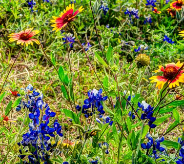 94flowers17.jpg