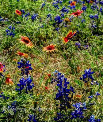 95flowers17.jpg
