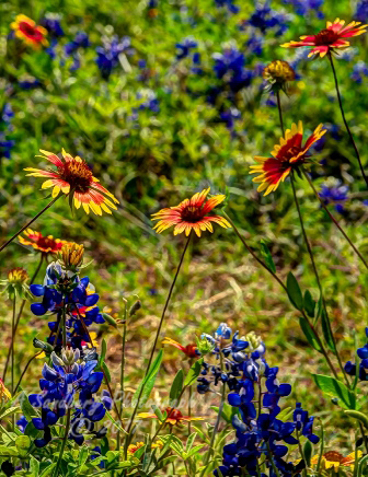 96flowers17.jpg