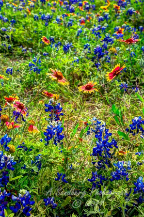 99flowers17.jpg