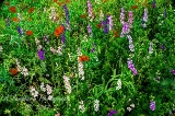 10flowers17.jpg