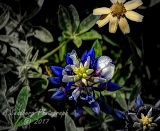 111flowers17.jpg