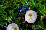 112flowers17.jpg