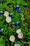 113flowers17.jpg