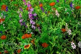 11flowers17.jpg