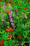 12flowers17.jpg