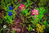 13flowers17.jpg