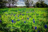 14flowers17.jpg