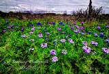 15flowers17.jpg