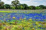 16flowers17.jpg