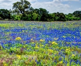 17flowers17.jpg